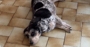 lucie pet sitter à NANTERRE 92000_3
