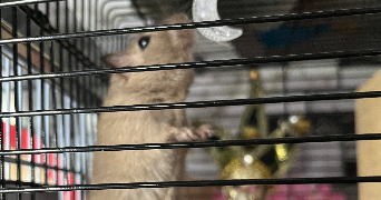 théo pet sitter à NANCY 54000_5