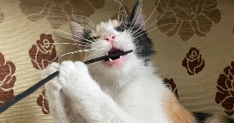 anissa pet sitter à PARIS 19 75019_0