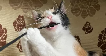 anissa pet sitter à PARIS 19 75019