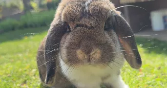 emma pet sitter à STRASBOURG 67100