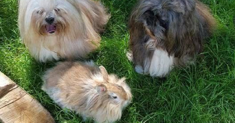 anaïs pet sitter à GONESSE 95500_5