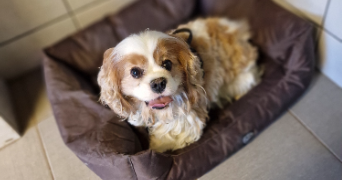marlene pet sitter à AUNEAU BLEURY ST SYMPHORIEN 28700_111