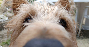anaïs pet sitter à RONCHIN 59790_3