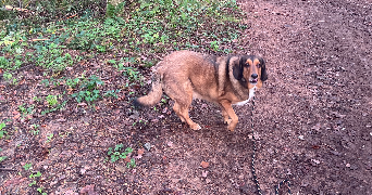 aline pet sitter à CALUIRE ET CUIRE 69300_3