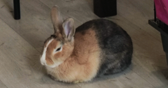 elise pet sitter à CAPINGHEM 59160_2