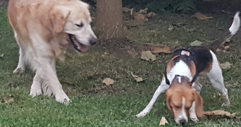 michel dog sitter à LYON 04 69004_4
