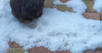 melanie pet sitter à REZE 44400_2