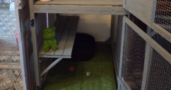 baloo pet sitter à MONTAIGU 02820_3