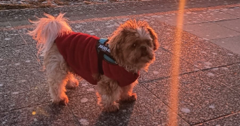 stephanie pet sitter à VAUX SUR MER 17640_3