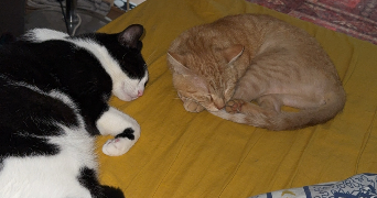 victoria pet sitter à ST OMER 62500_1