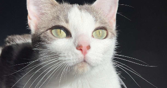 anaelle pet sitter à COLOMBES 92700_0