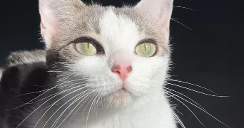 anaelle pet sitter à COLOMBES 92700