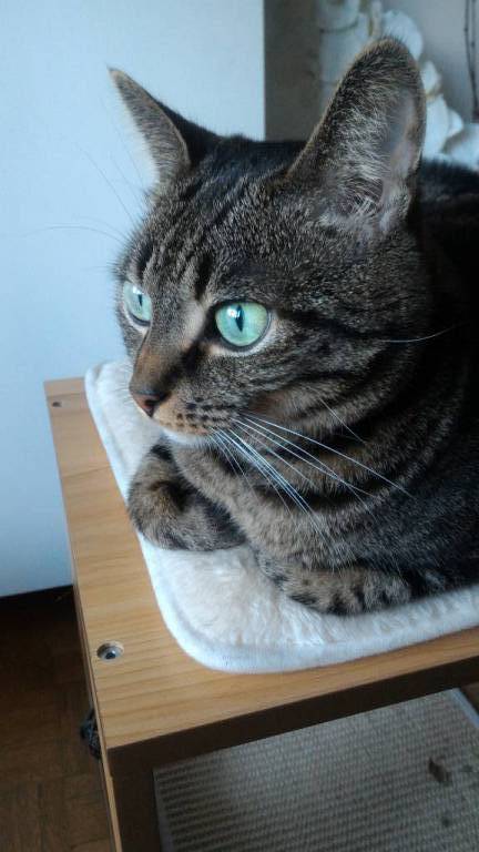 Aurélie pet sitter à Paris 75011_1