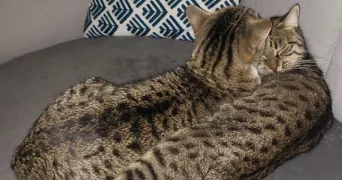 chloe pet sitter à VILLENEUVE LA GARENNE 92390