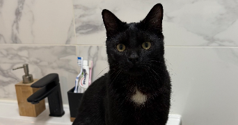 anaïs pet sitter à PRINGY 77310_4