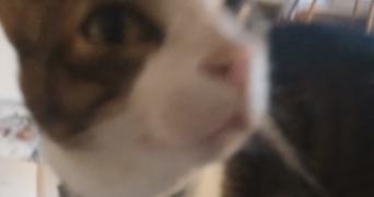 elilini pet sitter à FONTENAY SOUS BOIS 94120_7