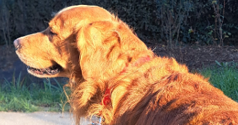 heidi pet sitter à CHEVILLY LARUE 94550_5