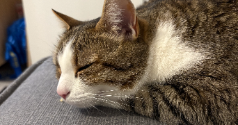 clémence cat sitter à MONTPELLIER 34070_2