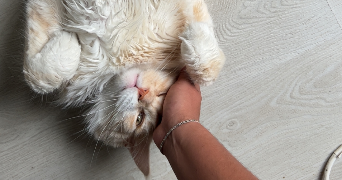 sabri pet sitter à MARLY 57155_0