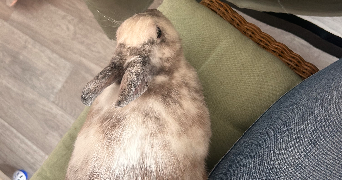 océane pet sitter à Outreau 62230_5