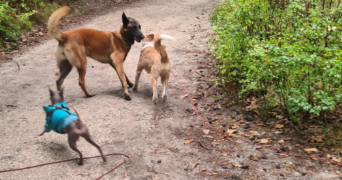 kenza pet sitter à LES ULIS 91940_3