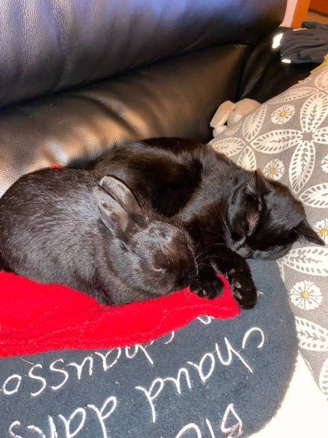 Helen pet sitter à Draveil 91210_9