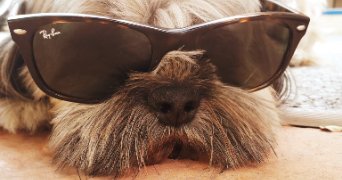 marylise pet sitter à VAIRES SUR MARNE 77360_1