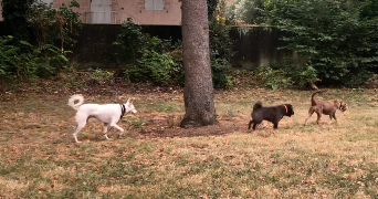 noémie pet sitter à TOULOUSE 31200_5