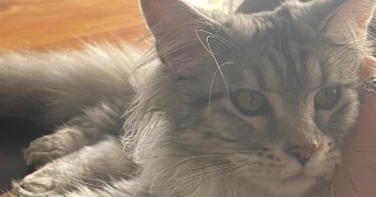 lucille pet sitter à CLERMONT FERRAND 63000_2