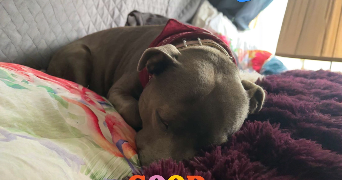 ophélie pet sitter à Beynes 78650_5