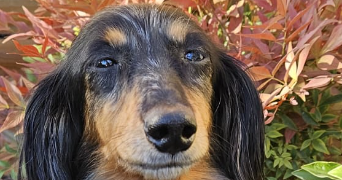 david pet sitter à LE HAILLAN 33185_0