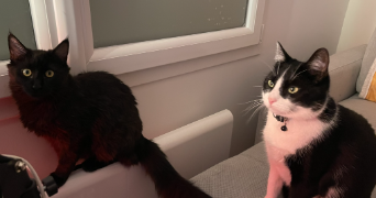 elisa pet sitter à ST ETIENNE 42000_3