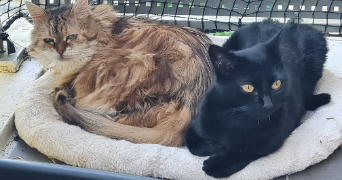 cécile pet sitter à MERY SUR OISE 95540_8