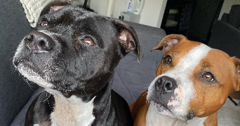 maeva pet sitter à BOUILLON 64410_5