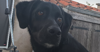 alicia pet sitter à VOUILLE 86190_1