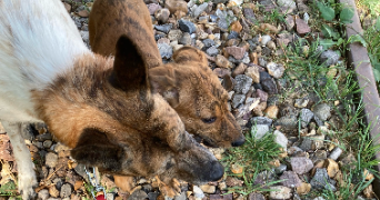 clémence pet sitter à LE PERREUX SUR MARNE 94170_6