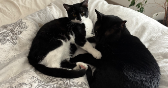 marine pet sitter à ST EGREVE 38120_0