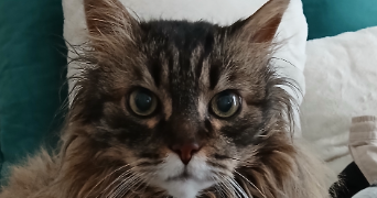 marie-anne pet sitter à PARIS 11 75011_1