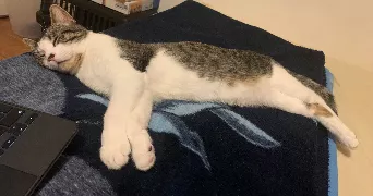sonia  pet sitter à ST PRIX 95390