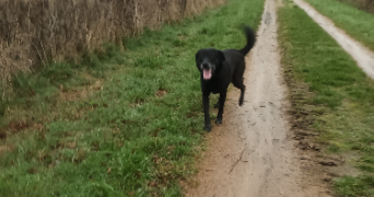 mathilde pet sitter à CLERMONT FERRAND 63000_9