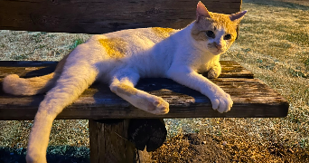 ilona pet sitter à PARIS 09 75009_4