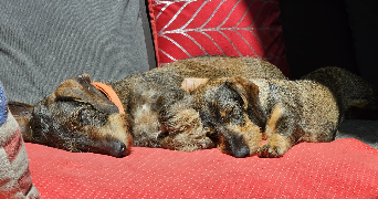 louise pet sitter à ST PATHUS 77178_2
