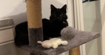 julie pet sitter à BORDEAUX 33000_1