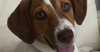 mélissande pet sitter à ST ETIENNE DE CHIGNY 37230_0