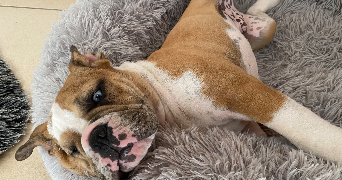 pauline pet sitter à BENODET 29950_2