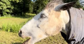 nathalie pet sitter à UTELLE 06450