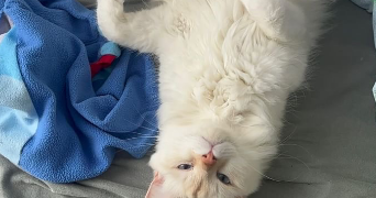lina pet sitter à Chatillon 92320_2