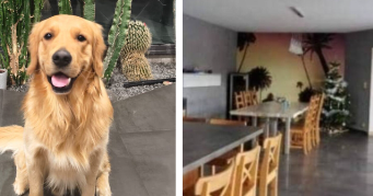 huan dog sitter à FARAMANS 01800_8