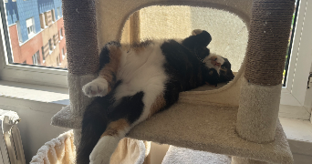 camille pet sitter à VILLENEUVE D ASCQ 59491_0